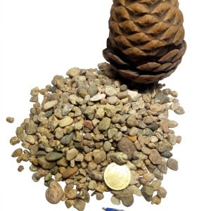 Gravilla amarilla dorada